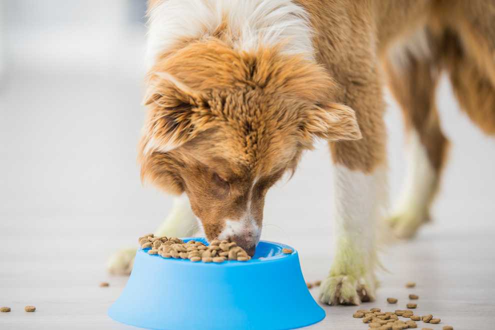 adult dog eating puppy food, pros and cons, dog nutrition, pet care, feeding guidelines