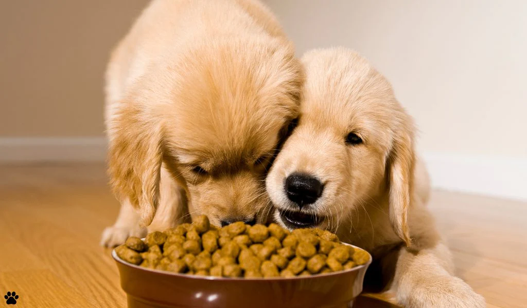 best puppy food, dog nutrition, top puppy food options, healthy dog diet, puppy care