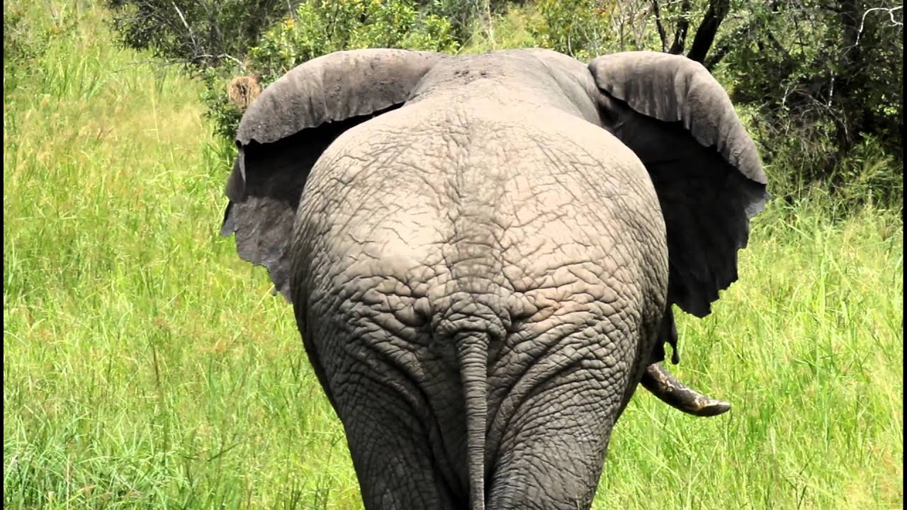 Elephants, Animal Facts, Kids Education, Fun Learning, Wildlife Conservation,